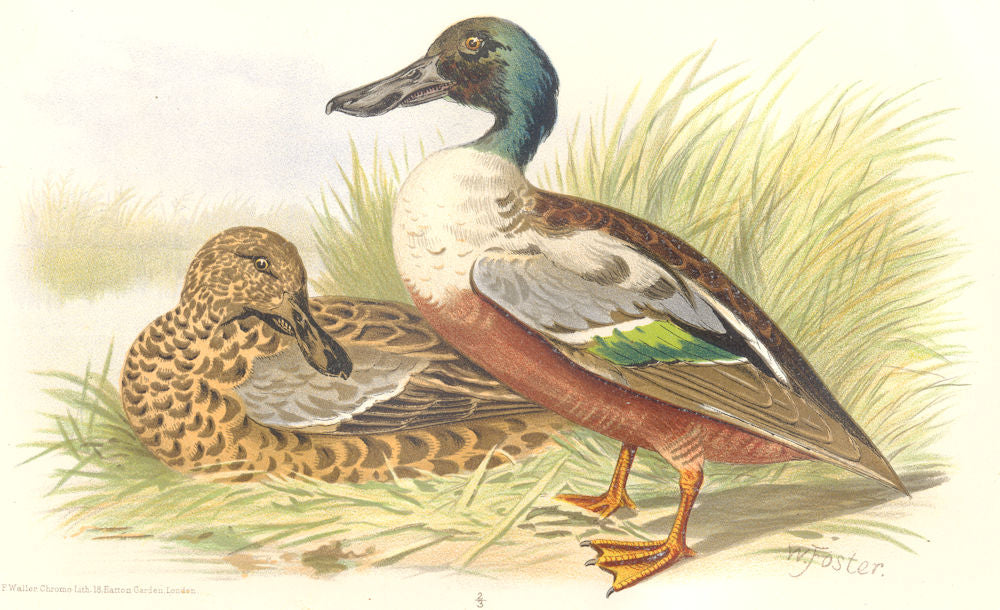 INDIAN GAME BIRDS. Shoveller (Spatula Clypeata). Chromolithograph. FINN 1915